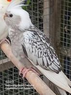Valkparkieten geringd 2025, Dieren en Toebehoren, Vogels | Parkieten en Papegaaien, Geringd