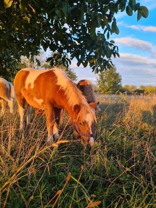 Diverse shet veulens hengsten papier nl chip, Dieren en Toebehoren, Pony's, Hengst