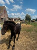 Mooie Friese veulens, Dieren en Toebehoren, Gechipt, Niet van toepassing, 0 tot 2 jaar, 160 tot 165 cm