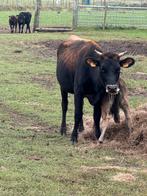 Vaars, Dieren en Toebehoren, Runderen