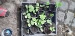muskaatpompoen, Tuin en Terras, Ophalen, Groenteplanten, Eenjarig, Halfschaduw