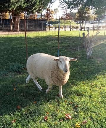 Texelse mannelijke schapen te koop  beschikbaar voor biedingen