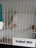 Isabel wit  mannen  2025, Dieren en Toebehoren, Vogels | Kanaries