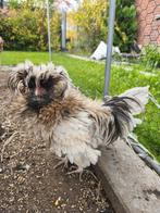 Padua haan krulveer, Dieren en Toebehoren, Pluimvee, Mannelijk, Kip