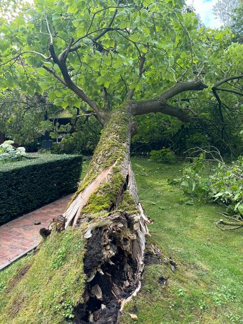 Opruimen tuinen verwijderen wortels en bamboe, Tuin en Terras, Planten | Fruitbomen, Ophalen