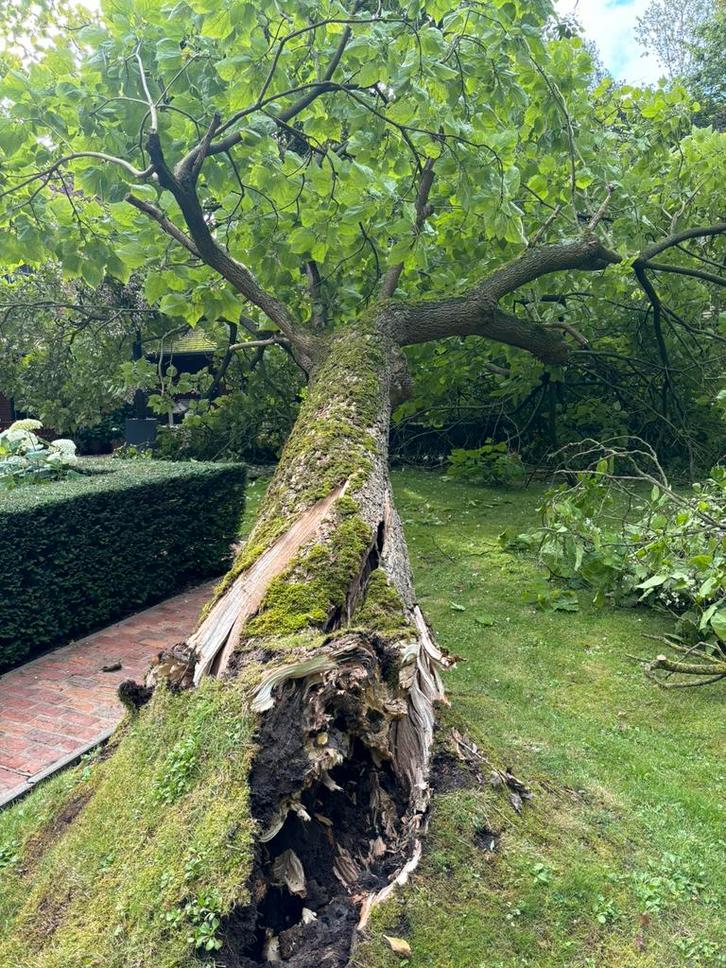 Opruimen tuinen verwijderen wortels en bamboe, Tuin en Terras, Planten | Fruitbomen, Ophalen
