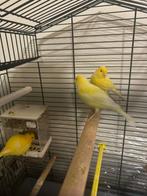 Kanaries + kooi en toebehoren, Meerdere dieren