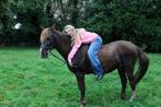 Allround d pony te koop, Dieren en Toebehoren, Ruin, D pony (1.37m tot 1.48m), 7 tot 10 jaar