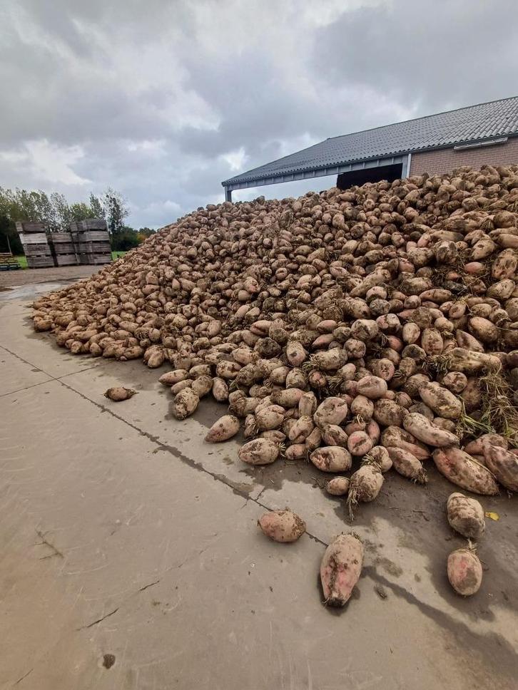 Voederbieten, Zakelijke goederen, Landbouw | Veevoer, Ophalen
