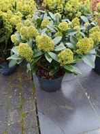 skimmia, Tuin en Terras, Ophalen