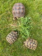 Griekse landschildpadden, Dieren en Toebehoren, Reptielen en Amfibieën, Schildpad, Tam, 3 tot 6 jaar