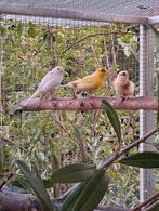 Canaris