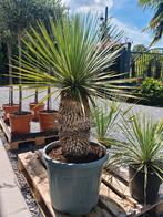 Yucca Rostrata, Ophalen