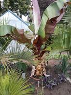 Bananen-bananas Ensete ventricosum, Ophalen