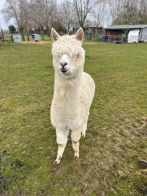 prachtige jonge alpaca (dek)hengst van 2 jaar kleur wit, Dieren en Toebehoren, Overige Dieren, Mannelijk