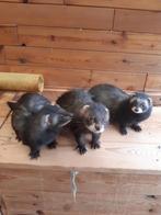 Konijnen vangen, Dieren en Toebehoren, Overige Dieren, Januari, Mannelijk