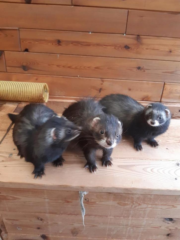 Konijnen vangen, Dieren en Toebehoren, Overige Dieren, Mannelijk, Januari