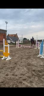4- jarig springpaard, Merrie, Zadelmak, Springpaard