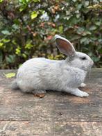 Blauw van Sint Niklaas, Dieren en Toebehoren, Konijnen, Mannelijk, Groot, 0 tot 2 jaar