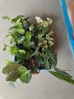 Allerlei kleine plantjes, Huis en Inrichting, Kamerplanten, Ophalen of Verzenden