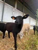 Bokje te koop, Dieren en Toebehoren, Schapen, Geiten en Varkens, Mannelijk, Schaap, 0 tot 2 jaar