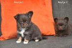 Prachtige Pomchi pupjes, Dieren en Toebehoren, België, Overige rassen, CDV (hondenziekte), 8 tot 15 weken