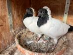Duitse nonnen, Dieren en Toebehoren, Vogels | Duiven, Geslacht onbekend, Overige soorten