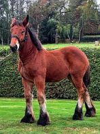 Trekpaard merrie, Dieren en Toebehoren, Paarden, Merrie