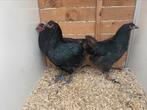Trio zwarte australorp kippen., Dieren en Toebehoren