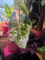 dikke STAMSTEKKEN alocasia Frydek variegata, Ophalen of Verzenden