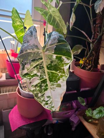 dikke STAMSTEKKEN alocasia Frydek variegata  beschikbaar voor biedingen