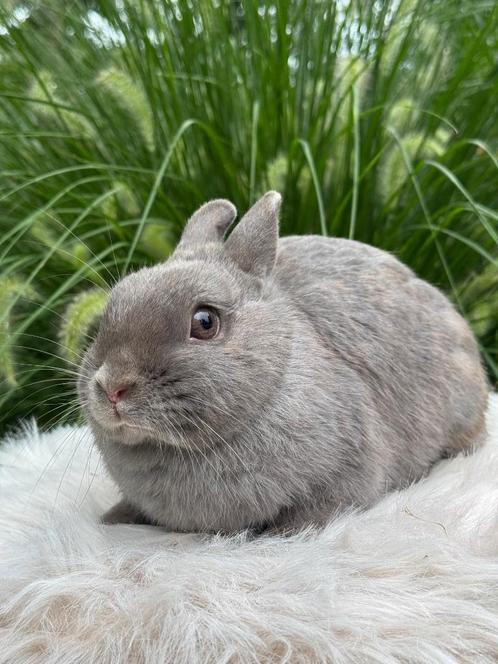 Kleurdwerg voedster, Dieren en Toebehoren, Konijnen, Dwerg, Vrouwelijk, 0 tot 2 jaar