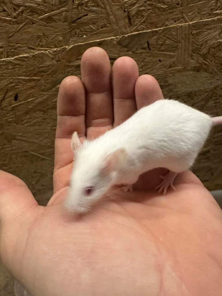 Witte muizen te koop, Dieren en Toebehoren, Reptielen en Amfibieën, Overige soorten, 0 tot 2 jaar