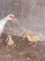 2 barberie/muskuseend kuikens, Dieren en Toebehoren, Pluimvee