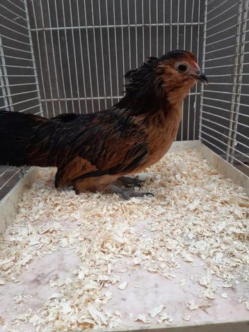 Hennen antwerpse baardkriel, Femelle, Poule ou poulet