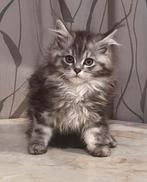 Maine Coon, Plusieurs animaux, Avec pedigree, 0 à 2 ans
