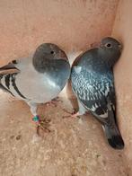 2 jonge duifjes van 2026., Dieren en Toebehoren, Meerdere dieren, Postduif