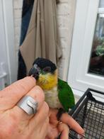 Zwartkop Caique, Mannelijk, Dwergpapegaai of Agapornis, Geringd