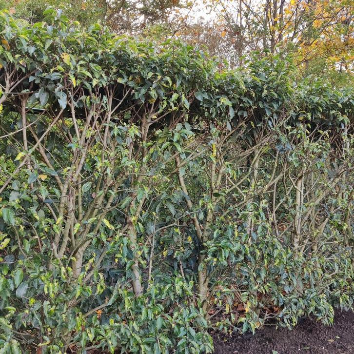 Portugese laurier, Tuin en Terras, Planten | Tuinplanten, Ophalen