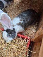 2 duitse reuzen, Dieren en Toebehoren, Konijnen