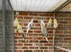 Jonge valkparkieten te koop zeer groot formaat., Dieren en Toebehoren, Meerdere dieren, Parkiet, Geringd