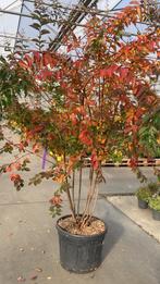 Lagerstroemia Natchez - Indische sering, Tuin en Terras, Ophalen, Volle zon