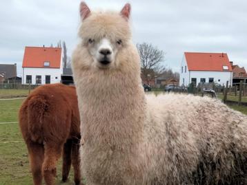 Alpaca hengstje. Kleinzoon claudius