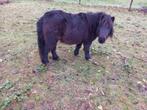 shetlandpony, Dieren en Toebehoren, Merrie, Recreatiepony, Gechipt