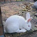 Kweekrijpe Duitse reus moertje van 7 maanden