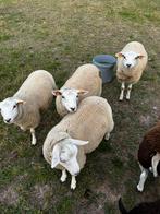 Jonge swifter ooien en bonte ooien, Dieren en Toebehoren, Schapen, Geiten en Varkens, Vrouwelijk, Schaap, 0 tot 2 jaar