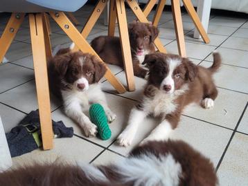 Border Collie pups groeien op in huiselijke kring met  mama beschikbaar voor biedingen