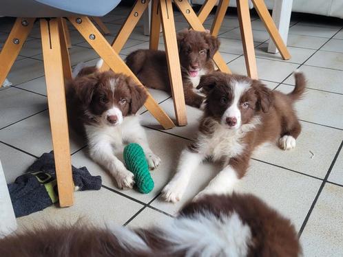 Border Collie pups groeien op in huiselijke kring met  mama, Dieren en Toebehoren, Honden | Herdershonden en Veedrijvers, Meerdere dieren