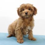 Cavapoo pups te koop, Dieren en Toebehoren, Honden | Chihuahua's en Gezelschapshonden, 15 weken tot 1 jaar, Buitenland, CDV (hondenziekte)