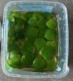 Limnobium laevigatum/Amazone kikkerbeet, Ophalen, Nieuw